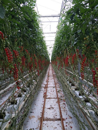 SAS Ronan Kerbrat, Primeur Fruits et Légumes à Taulé