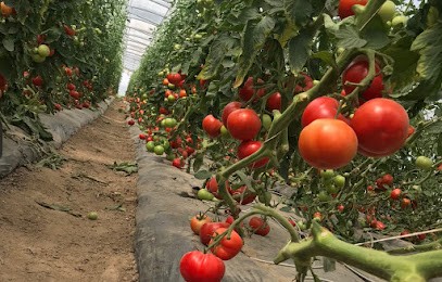 EARL Les Jardins De Jimmy, Loic Et Jilly, Primeur Fruits et Légumes à Saint-Bénigne