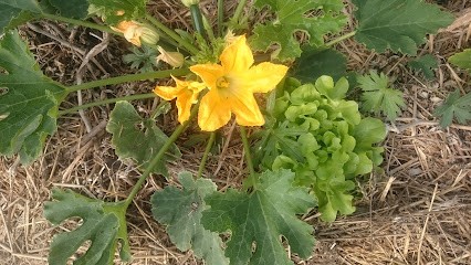 Les Jardins de Corinne, Primeur Fruits et Légumes à Grosbreuil