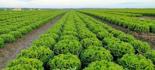 E.A.R.L. de l'Angelus, Primeur Fruits et Légumes à Chailly-en-Bière
