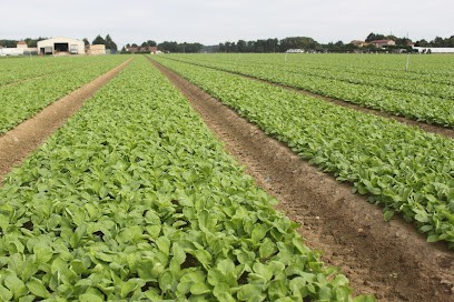 Pignard Jean, Primeur Fruits et Légumes à Saint-Georges-de-Reneins