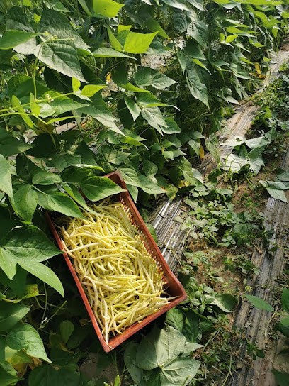 Vidotto Jean Philippe, Primeur Fruits et Légumes à Cours-de-Pile