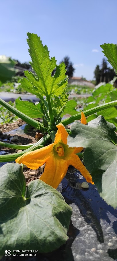 Perno Bio Primeur - Fruits Et Légumes à Pernes-les-Fontaines