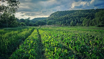 Les Jardins De Clairette, Primeur Fruits et Légumes à Salernes