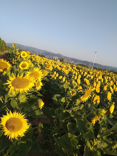 Le Jardin de Bérengère, Primeur Fruits et Légumes à Loriol-sur-Drôme