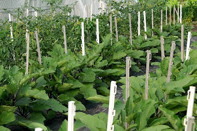 Le Potager de Lanton, Primeur Fruits et Légumes à Lanton