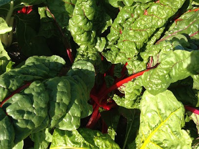 La Ferme St-Ursin - Légumes Bio, Primeur Fruits et Légumes à Saint-Jean-des-Champs