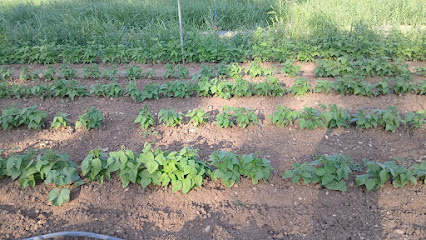 Baadi Agricoles, Primeur - Fruits Et Légumes à la Farlède