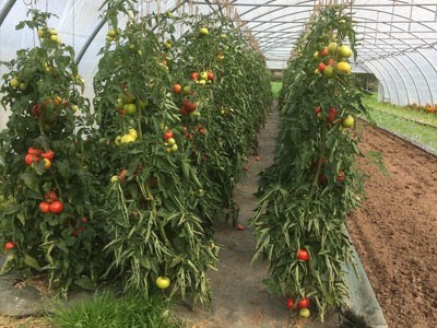 Jardins Bio De Lassus, Primeur Fruits et Légumes au Clerjus