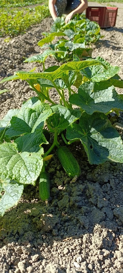 Les Légumes Des Glaises, Primeur Fruits et Légumes à Saulx-les-Chartreux
