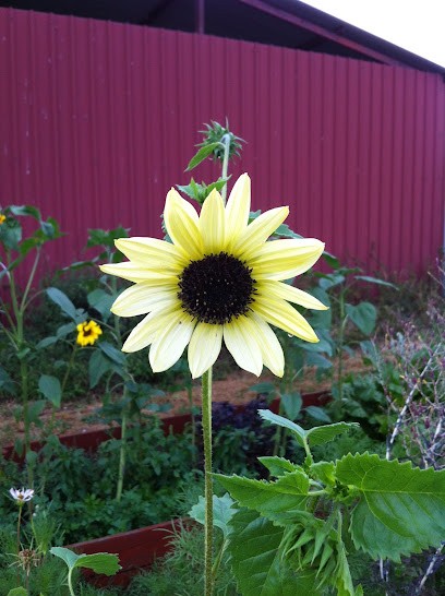 Le Jardin Des Thorains, Primeur Fruits et Légumes à Lavau