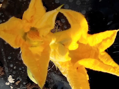 Association L'ID, Primeur Fruits et Légumes à Caupenne