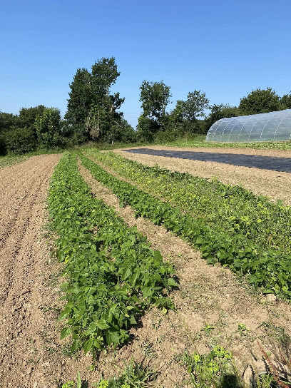 Le Potager De Bodrézal, Primeur - Fruits Et Légumes à Hanvec