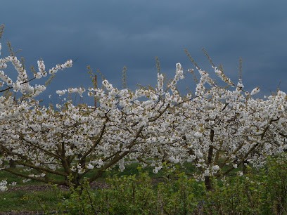 Ferme Du Parc, Primeur Fruits et Légumes à La Chapelle-Saint-Laud