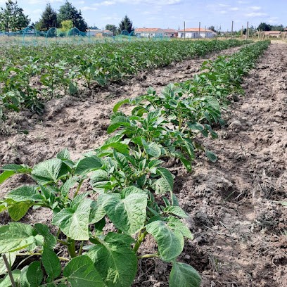 les petits légumes, Primeur Fruits et Légumes à Castets et Castillon