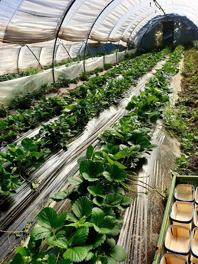 La Tortue Paysanne, Primeur Fruits et Légumes à Mandagout