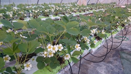 Earl Du Président, Primeur Fruits et Légumes à Vic-Fezensac