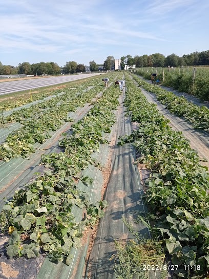 Cueillette De Viltain, Primeur Fruits et Légumes à Saclay