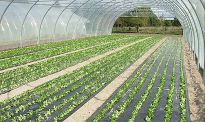 Les légumes de Rudy, Primeur Fruits et Légumes à Saint-Ouen-Domprot