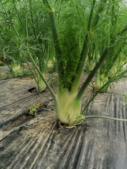 Maison BESCHE Producteur Maraîcher, Primeur Fruits et Légumes aux Alluets-le-Roi