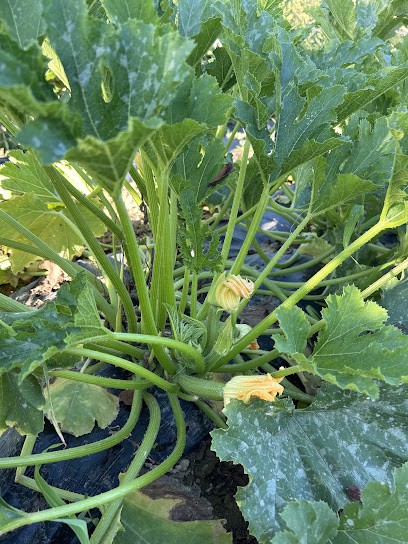 Ferme Du Blayet, Primeur Fruits et Légumes à Sadirac