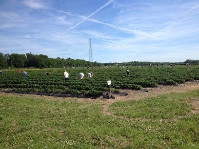 Bois Joli Picking, Primeur Fruits et Légumes à Ballan-Miré