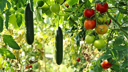MONT POTAGER BIO, Primeur Fruits et Légumes à Rontalon