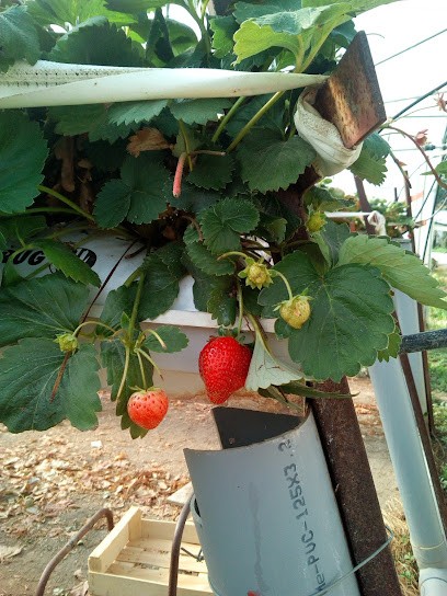 Moreau Emeillant Monique, Primeur Fruits et Légumes au Tâtre