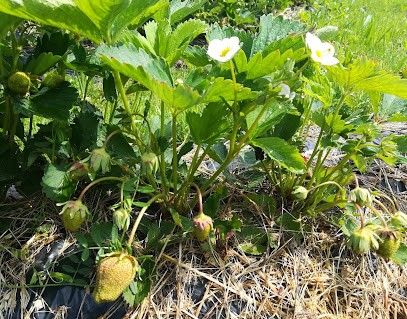 La Fraiseraie à Chainaz-les-Frasses 74540, Primeur Fruits et Légumes à Chainaz-les-Frasses