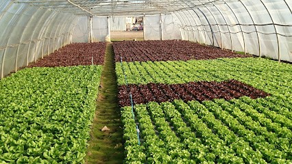 EI PORCHET Yannick, Primeur Fruits et Légumes à Bouillé-Courdault