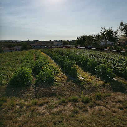 Le Jardin De Pauline, Primeur Fruits et Légumes à Lapeyrouse-Fossat