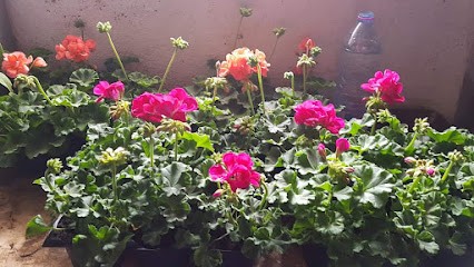 Hortiseve, Primeur Fruits et Légumes à Longuyon