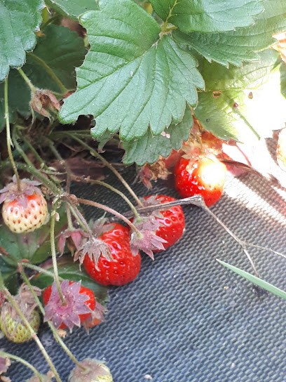 The Garden Of Aubiniere, Primeur Fruits et Légumes à Neuville-sur-Sarthe