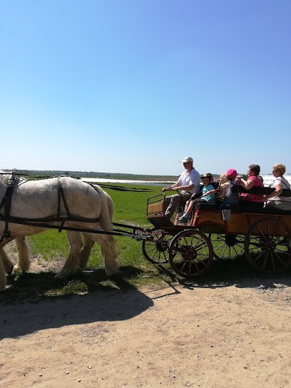 Maraîchage De Vironchaux, Primeur Fruits et Légumes à Vironchaux
