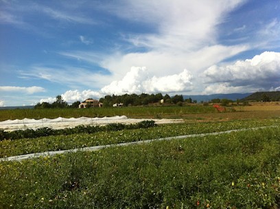 GAEC La Belle Terre, Primeur Fruits et Légumes à La Brillanne