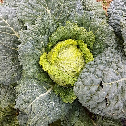 La Petite Ferme Des Saveurs, Primeur Fruits et Légumes à Ponsan-Soubiran