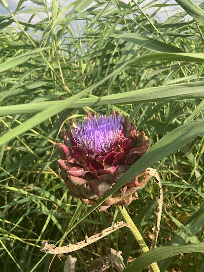 Les Jardins Garonnais - bureaux, Primeur Fruits et Légumes à Baurech