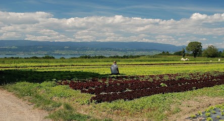 GAEC La Renouillère, Primeur Fruits et Légumes à Sciez