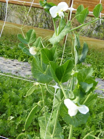 L' Jardin Maraîcher YQUELON, Primeur Fruits et Légumes à Yquelon