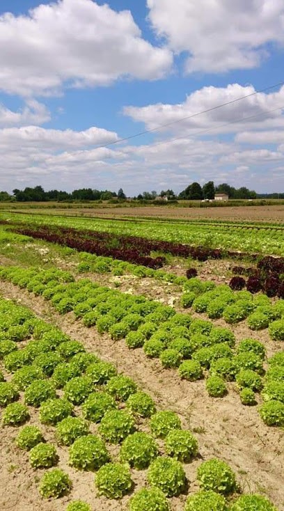 vidotto eric, Primeur Fruits et Légumes à Cours-de-Pile