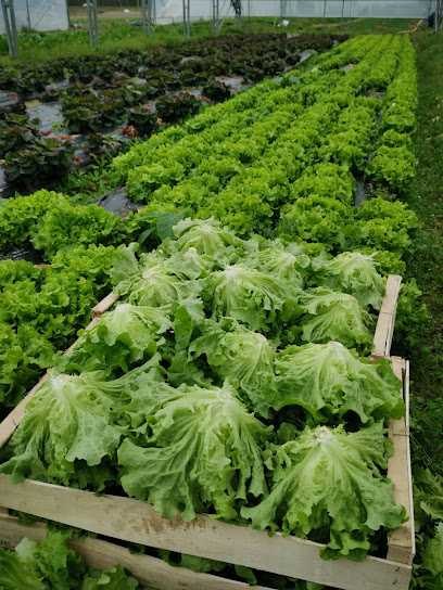 Les Jardins De La Houssiette Primeur - Fruits Et Légumes à la Houssaye-en-Brie