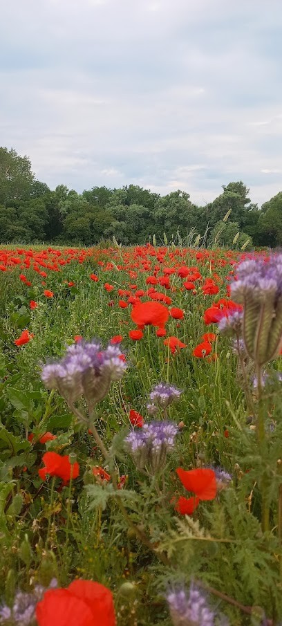 Ferme De Keraugant, Primeur Fruits et Légumes à Loctudy