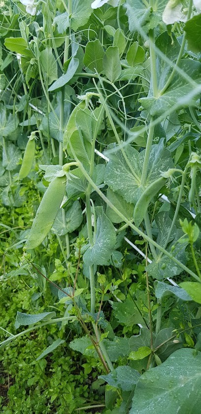 Damseco Au Petit Potager De L'estang, Primeur Fruits et Légumes à Rosans
