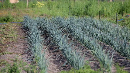 Etal40 Magescq Primeur - Fruits Et Légumes à Magescq