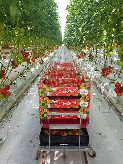 SERRES DE BESSIERES, Primeur Fruits et Légumes à Bessières