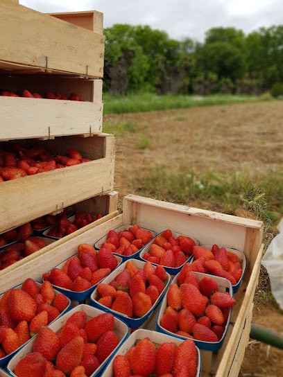 Mas De Viala Producteur Bio, Primeur Fruits et Légumes à Lunel