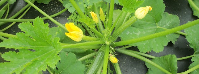 La Ferme Kabocha, Primeur Fruits et Légumes à Languédias