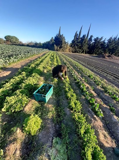 EARL Conill, Primeur Fruits et Légumes à Saint-Hippolyte