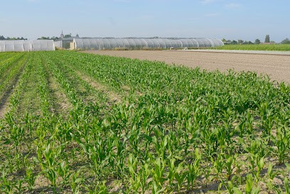 EARL Légumes Du Val De Loire, Primeur Fruits et Légumes à Saint-Benoît-sur-Loire