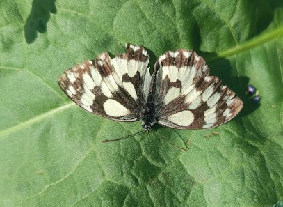 Le Hangar Bio, Primeur Fruits et Légumes à Lusignan-Petit